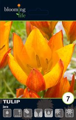 Луковица Тюльпан видовой Жара 7шт