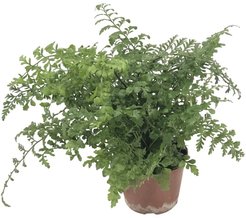 Асплениум Джимми d10