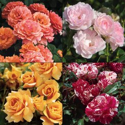 Роза парковая микс сортов (ком)