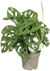 Монстера Манки Мэск d12