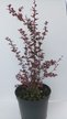 Барбарис Тунберга Atropurpurea C5 h40-60