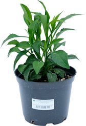 Рассада Астра новобельгийская Патриция Баллард С2