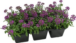 Рассада Алиссум кассета 6шт