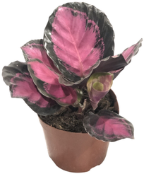 Калатея Кримсон d11