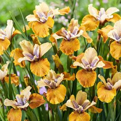 Ирис сибирский Colonel Mustard С2
