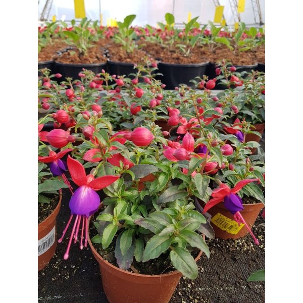 Фуксия Семенами Выращивание Купить