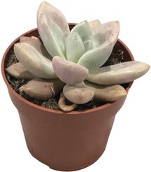 Граптоверия Рози Кроу d9