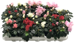 Азалия Фландрес микс d7