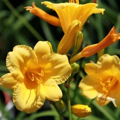 Лилейник Stella d’Oro C1