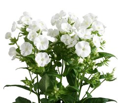 Флокс метельчатый P9