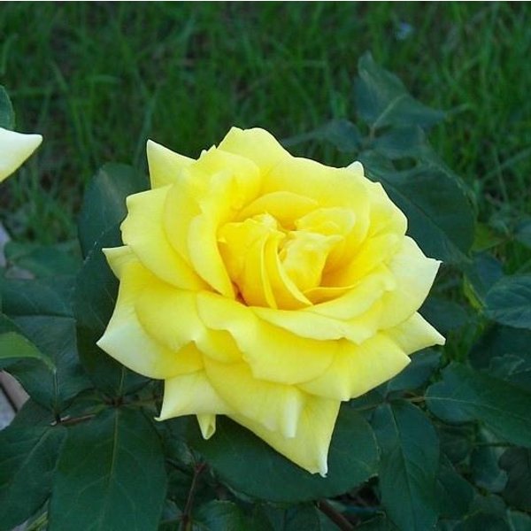 Роза чайно-гибридная Ландора 2л