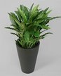 Калатея Blue Grass d12 h35