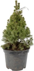Ель канадская Glauca Conica C5 h40-60см
