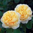 Роза английская Charlotte С5