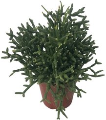 Хатиора d5