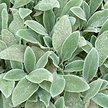 Рассада Стахис/Чистец гибридный Silver Carpet р9