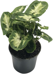 Сингониум Пикси d7