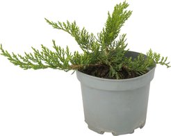 Можжевельник казацкий Tamariscifolia С2 h20-30см