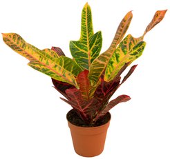 Кодиеум Вариегатум D9 H15