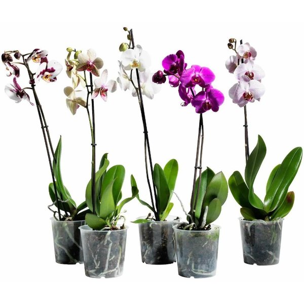 Орхидея Фаленопсис микс 1ветка