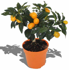 Цитрус Кумкват d12 h25