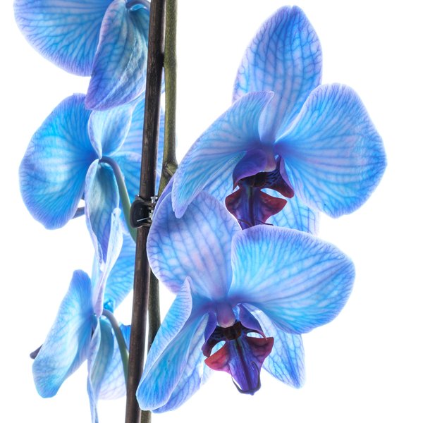Орхидея Фаленопсис Королевский голубой 1ст D12 (окрашеный)