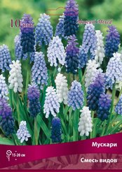 Луковица Мускари смесь видов 10шт