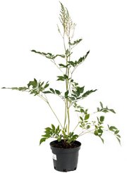 Астильба Арендса Диамант С2