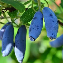 Саженец Жимолость плодовая Амфора С3