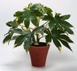 Фатсия Japonica (Aralia)(Caster Oil) d14 h50