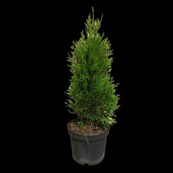 Туя западная Brabant C2 h30-40см