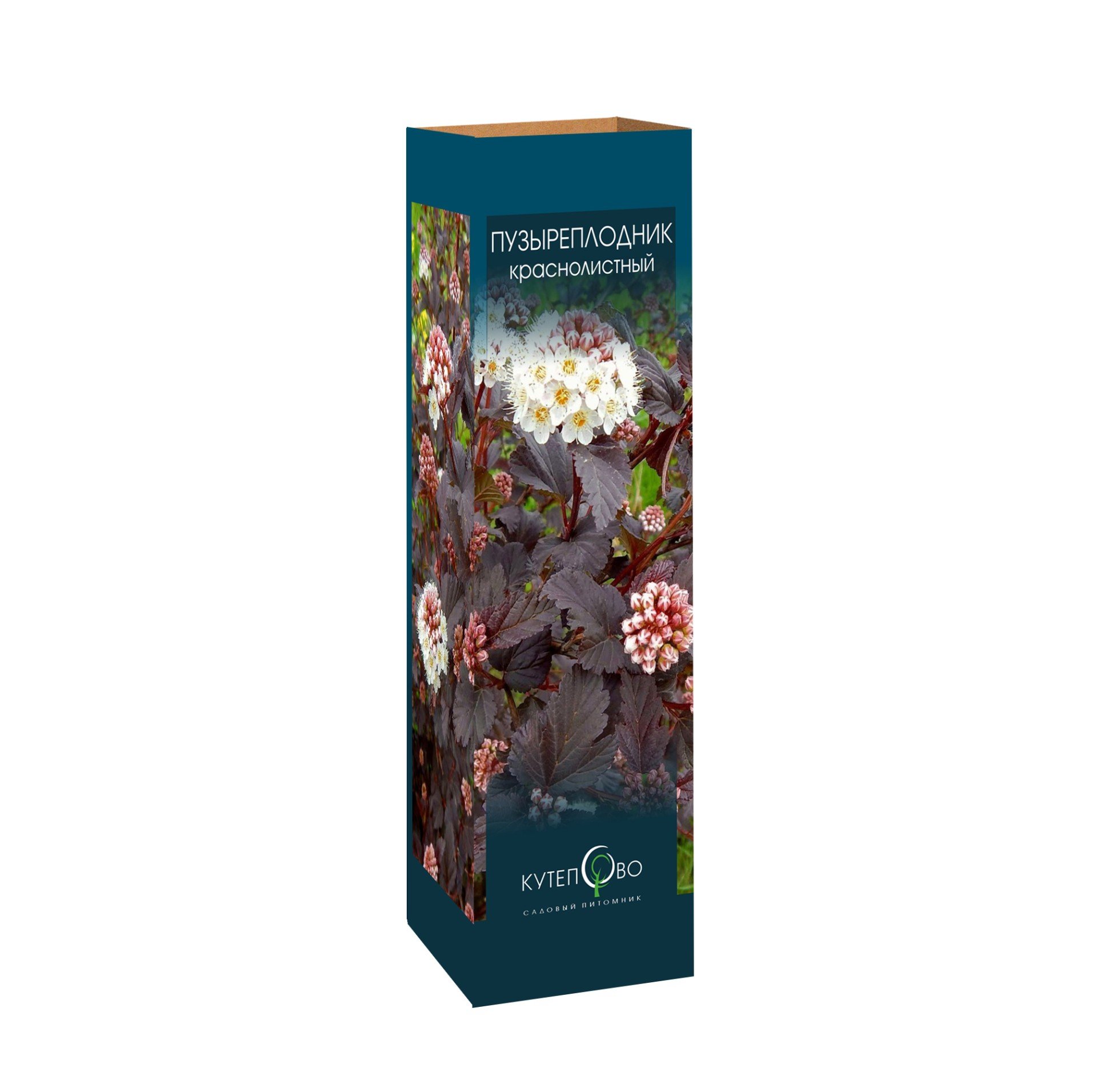 Пузыреплодник красный Саммер Вайн в коробке 410841 купить с доставкой в ...