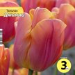Луковица Тюльпан Джимми 3шт