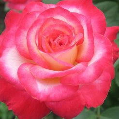 Роза чайно-гибридная Verdi С3