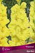 Луковица Гладиолус крупноцветковый Бра Вэл 5шт
