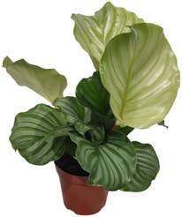 Калатея Грин Эппл d11 