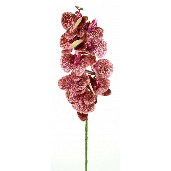 Орхидея фаленопсис Мели 90см