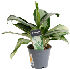 Аглаонема Микс d12