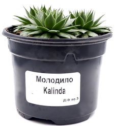 Молодило D7 H8-10см