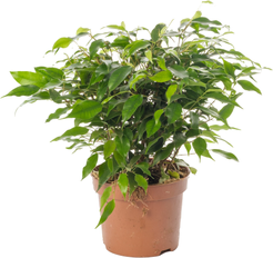 Фикус бенжамина Микс d12