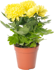 Хризантема Nova Zembla 3pp d13 h35-45