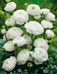 Корень клубневидный Ранункулюс Белый 10шт