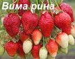Земляника Вима Рима Р9