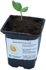 Рассада Дыня Р9