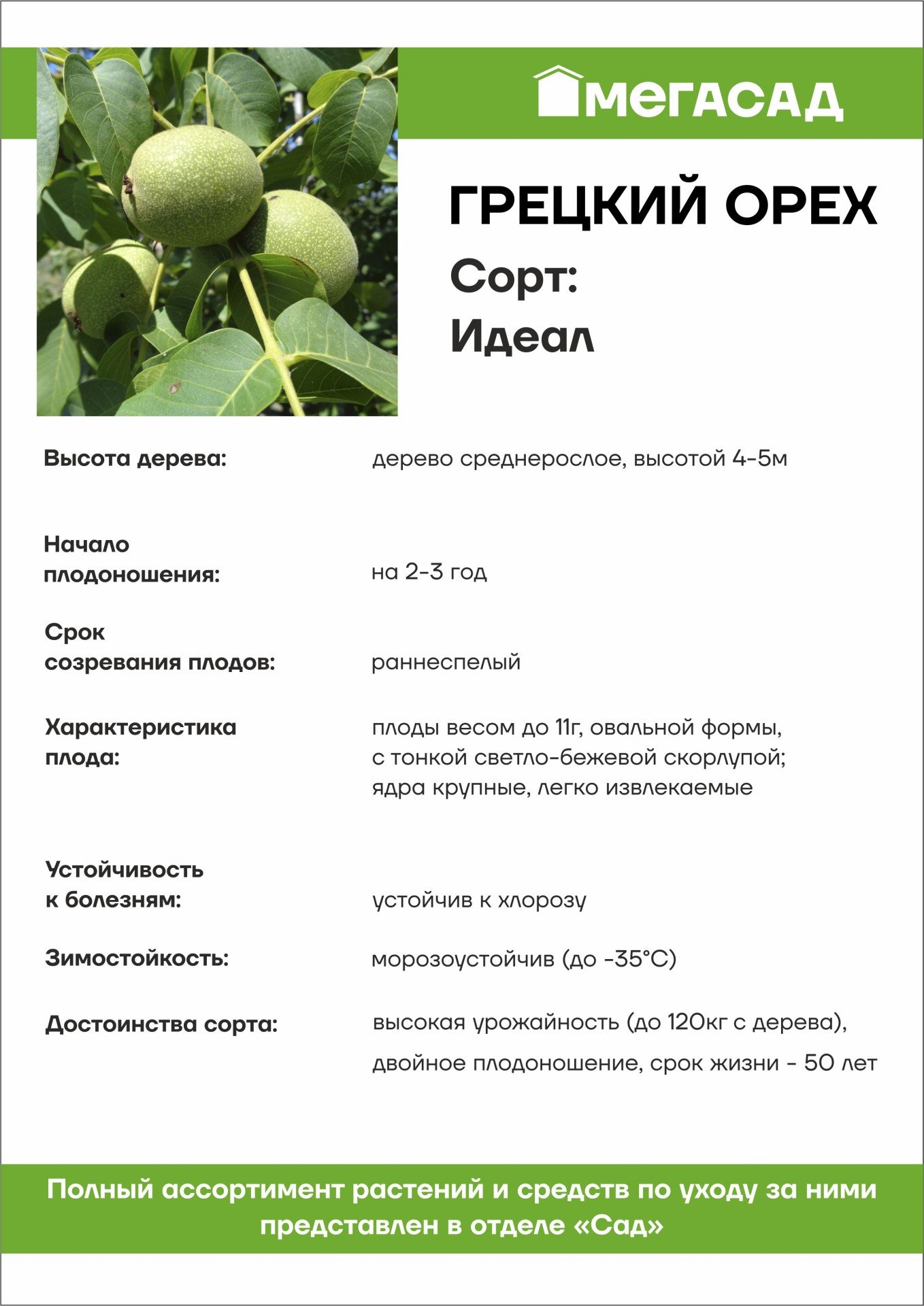 Саженец Грецкий орех Идеал (2-летка) ОКС 412329 купить с доставкой в  МЕГАСТРОЙ Казань