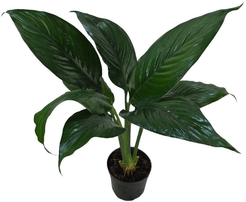 Спатифиллум Литтл Гиант d11