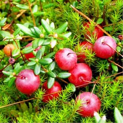 Саженец Клюква Стивенс С1 Н20