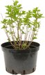 Гортензия метельчатая Little Lime С15 h20-30см