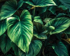 Декобокс Зеленые листья 40х50 