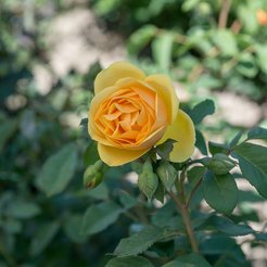 Роза шраб Английская Грэхем Томас (в тубе)